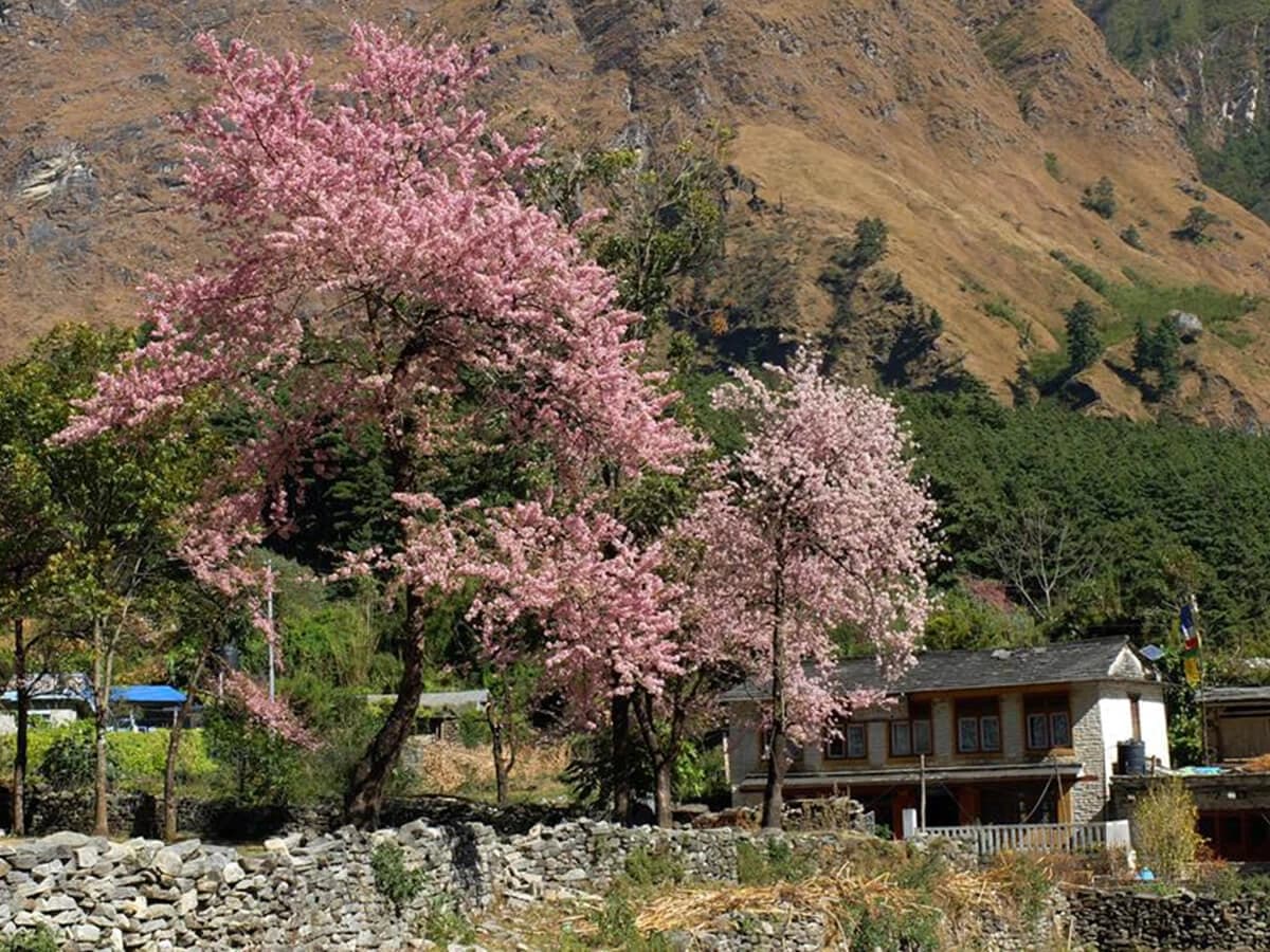 Annapurna Classic Trek - 19 Days