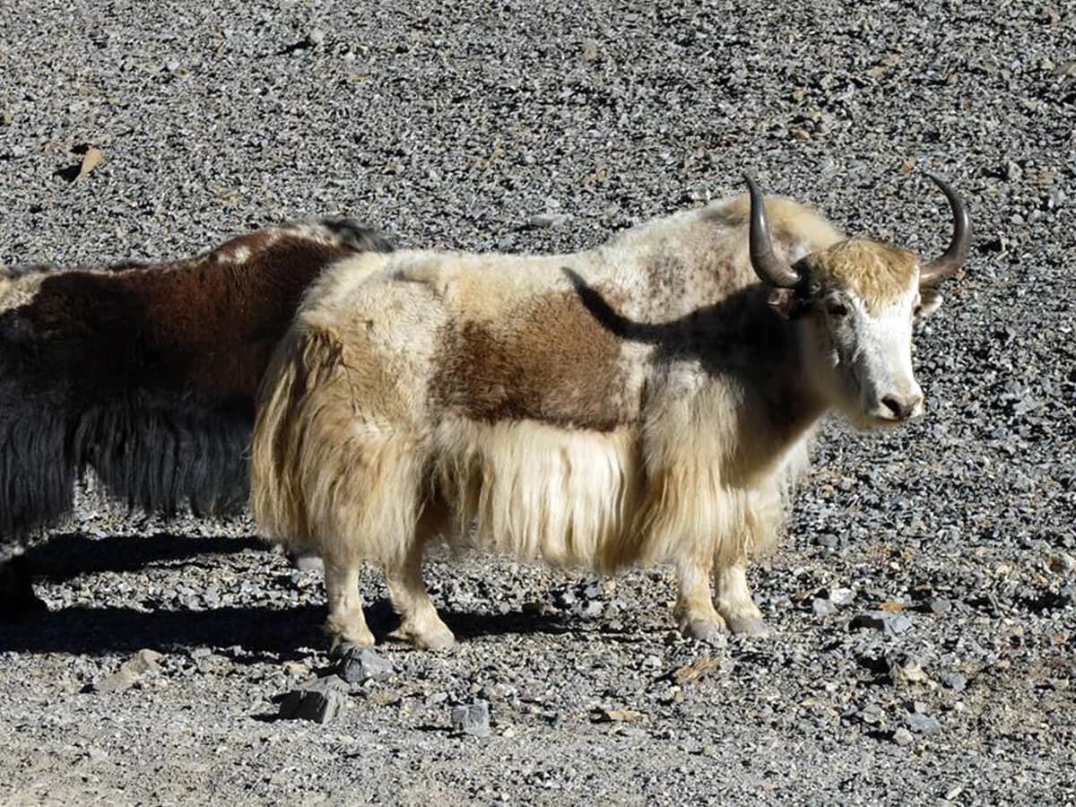 Annapurna Classic Trek - 19 Days