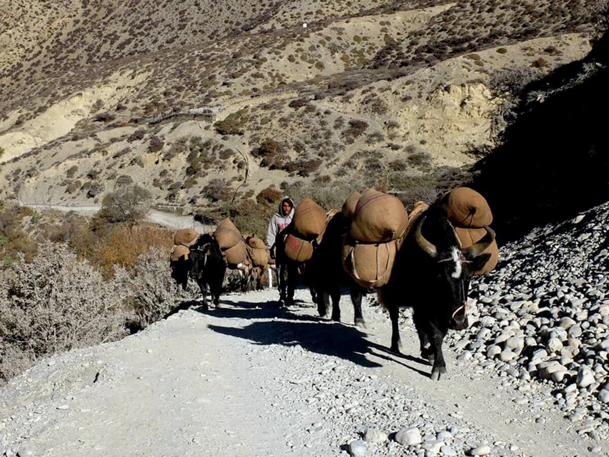 Ghandruk to Annapurna Base Camp Short Trek - 12 Days