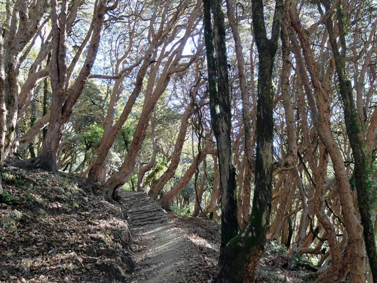Ghandruk Ghorepani Trek - 9 Days