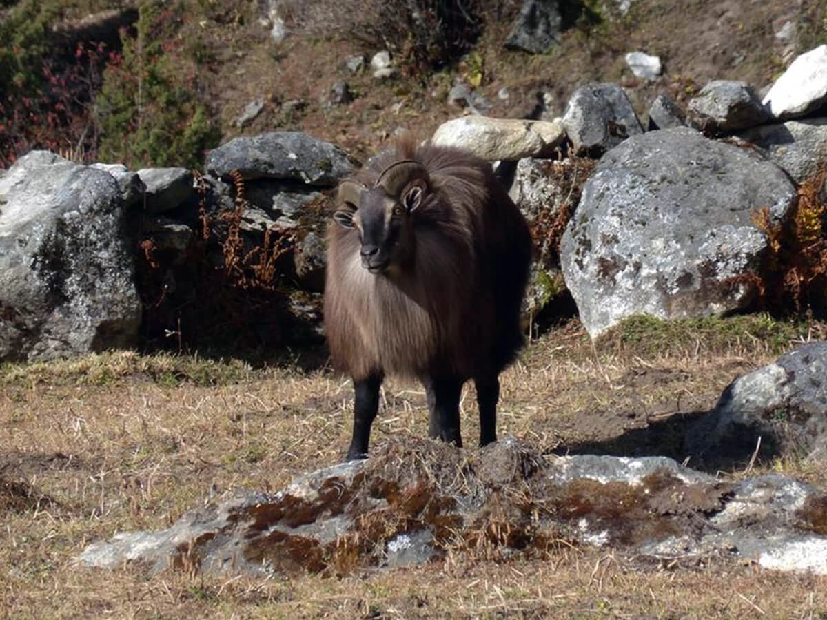 Everest Base Camp Luxury Trek - 16 Days